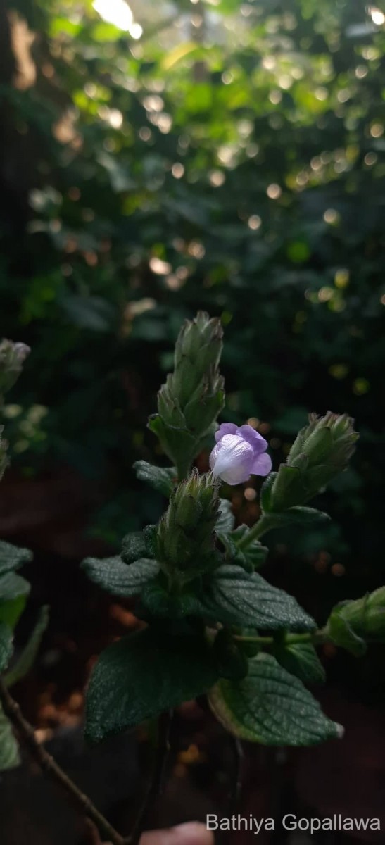 Strobilanthes gardneriana (Nees) T.Anderson